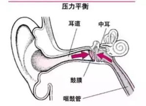 中耳由哪些部件构成的