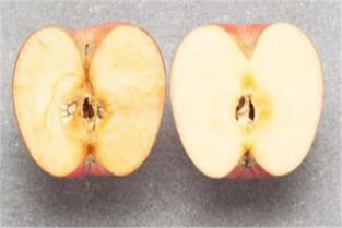 苹果放久了为什么会变色 