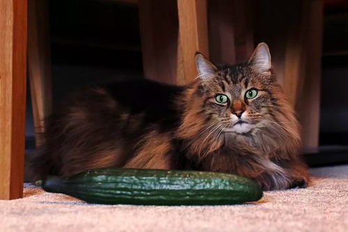 为什么猫害怕黄瓜