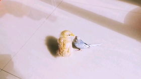 家里来了新朋友,一群小鸡中夹杂着一只小黄鸭