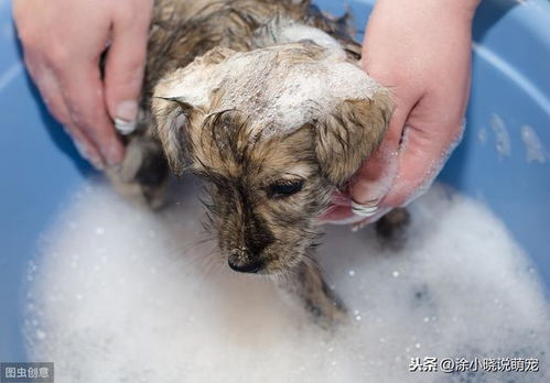 频繁的给狗狗洗澡,容易患上皮肤病,主人如何正确的给狗狗洗澡呢 