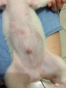 请问养狗狗的主人们 我家小狗3个月左右,肚皮上有红色圈圈,腿上长红色的小疙瘩,这是怎么回事,老是挠 