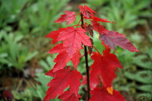 北美红枫叶片：秋天的色彩与故事