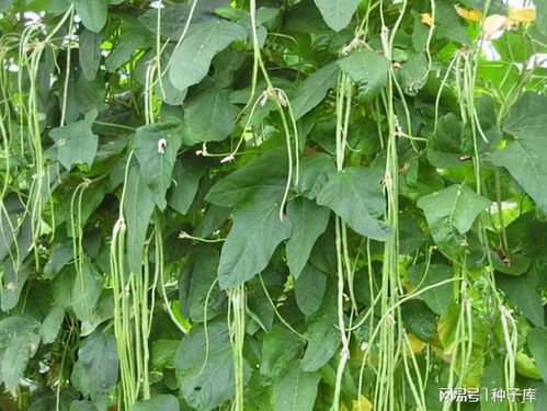 豇豆种植技术和种植时间, 种植时间