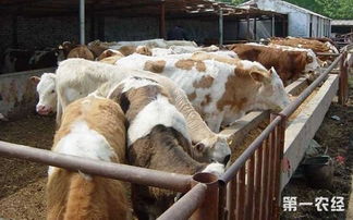 肉牛养殖 肉牛快速育肥的方法