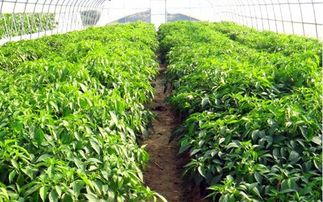 大棚青豆芽生产栽培技术,连续几天是阴天，绿豆怎么发芽