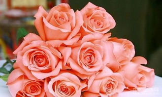 粉红色玫瑰花语 