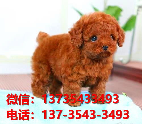 正宗茶杯泰迪犬出售上海宠物狗狗市场在哪里买狗哪里有狗狗领养