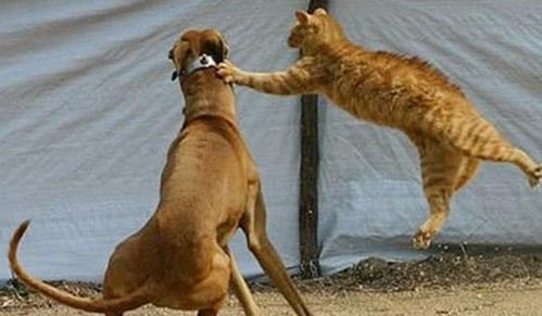 看到狗子攻击小主人,橘猫挺身而出,用娇小的身体保护了小主人