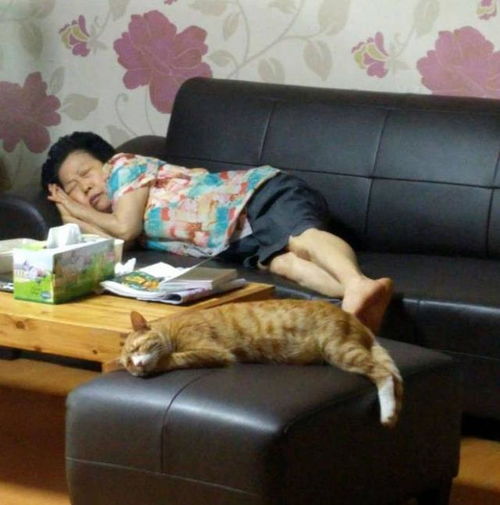 老家父母养的橘猫,看着这睡姿也是绝了 盘点猫咪那些趣事囧图