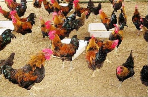 令世界侧目 中国人沙漠上养鸡的操作引网友热议 简直 反人类