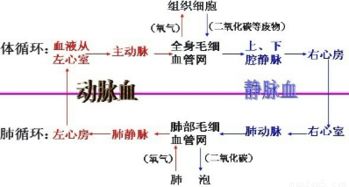 静脉血含氧量高还是动脉血含氧量高