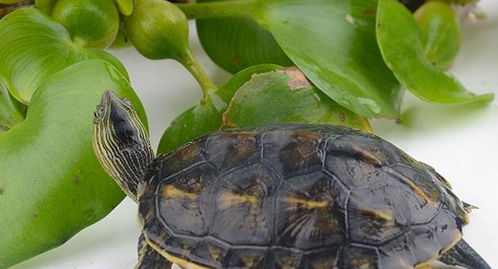 宠物乌龟好养吗 它的寿命有多长,饲养难点在哪里