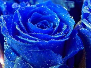 10束玫瑰值1平米房子 南京楼市也分 自由女神 和 蓝色妖姬
