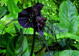 世界上8种奇异的黑色花 