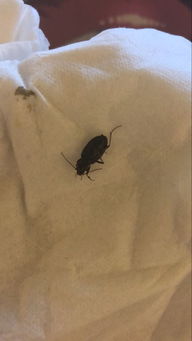 床上发现一只黑色硬壳小虫子 