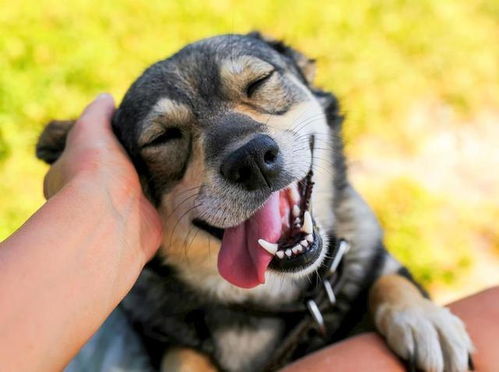 狗狗微笑是因为开心 或许是笑里藏刀 狗狗微笑的真正原因有这些