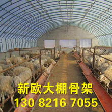 晋城钢架大棚养猪造价 肉兔养殖大棚图片