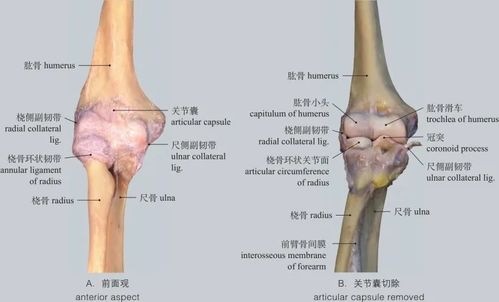 手骨骼图片构造图解 搜狗图片搜索