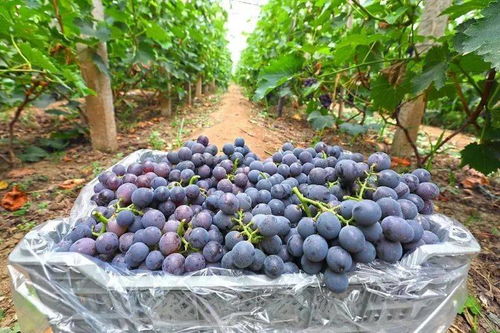 种葡萄用什么肥料最好,葡萄施什么肥好？