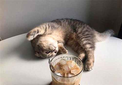 喝完水就喜欢打翻杯子,猫咪的这种行为,在暗示主人哪些信息