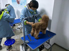 上海学习宠物美容是要花费多少钱