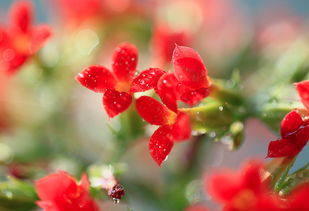 花香满屋(花香满屋的说说)