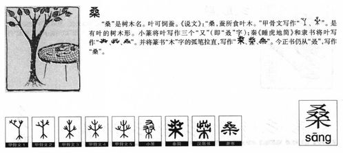 桑的意思 桑字五行属什么 桑字取名的寓意 