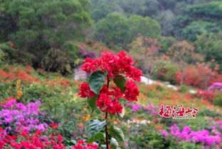 云峰花憩节代币位置,云峰花憩节令牌位置:寻找独特体验 云峰花憩节代币位置,云峰花憩节令牌位置:寻找独特体验 快讯