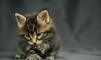 2个月小猫能吃化毛膏吗,猫几个月化毛膏可以吃