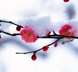 大雪的古诗四句,大雪节气，赏析毛泽东的《沁园春·雪》