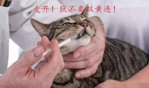 中国疫情漩涡下的众生相 抢购双黄连,养猫抗肺炎... 