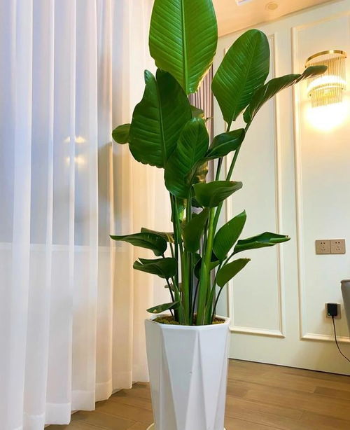 客厅最适合养大型绿植,这6种新型植物,好看好养护,养人养心