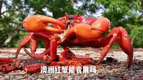 红蟹能吃吗，不能盲目食用
