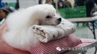 傲雄2014年CKU湖北全犬种中国冠军赛参赛实况转播 贵宾篇