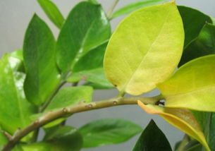 大型的发财树叶子黄了，多长时间能缓过来？