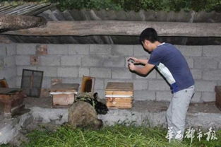 大熊猫偷吃蜂蜜 10多箱蜂蜜一扫而空 