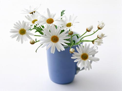 白色的小雏菊花语,白色雏菊的花语寓意是什么