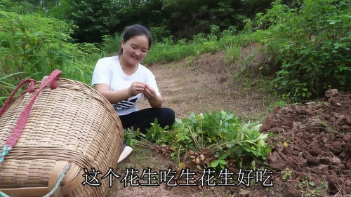 慢慢家挖花生,慢慢只顾着吃花生,妈妈 动嘴也要动手 