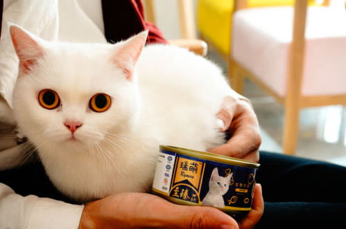 猫粮和猫罐头怎么选,猫罐头品牌排行榜