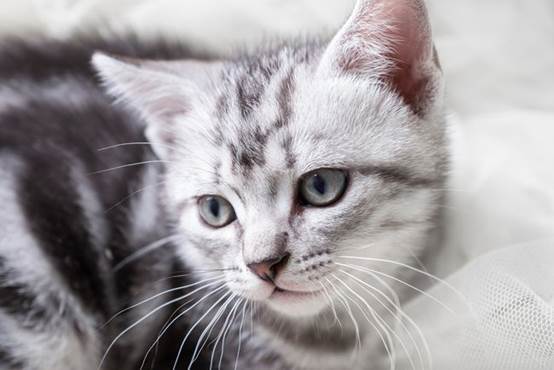 猫咪营养膏必须要吃吗 它到底有什么功效