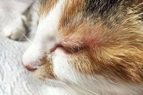 猫咪湿疹背后可能暗藏特应性皮炎,治疗爱猫遗传疾病需从四点出发