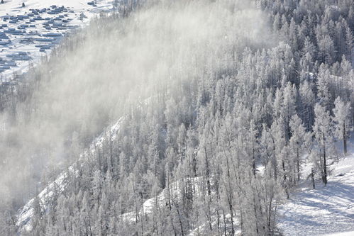 喀纳斯的林海雪原 组图 