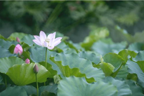 云赏荷花 宅家过端午,线上更精彩