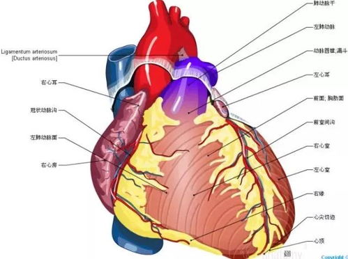 精确心脏解剖图,极好 转发给医院的同志们