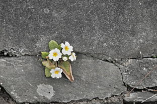 过墙枝，探寻那跨越时空的意境，过墙花意思