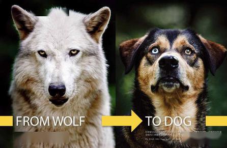 狗的祖先是狼,你知道狼是如何变成狗的吗