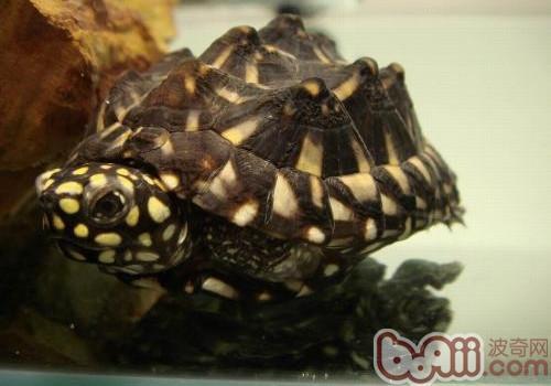 斑点池龟的保护级别 