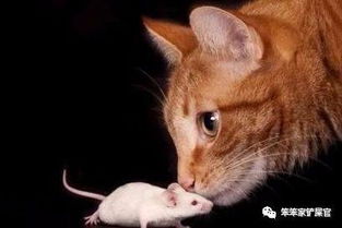 猫抓老鼠,天经地义 有猫不仅不会抓老鼠,还跟老鼠做朋友