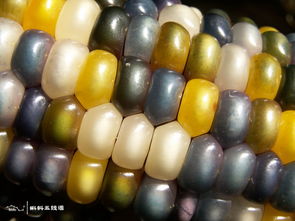 五彩玉米是转基因的吗 彩色玉米的危害